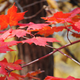 Illustration for article titled Shooting Challenge Fall Leaves Gallery 8